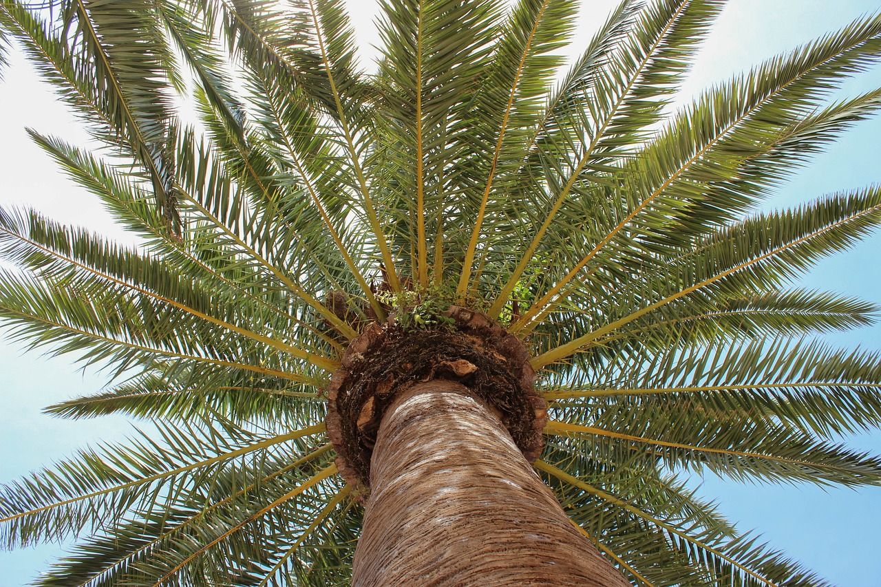 first aid success story palm tree